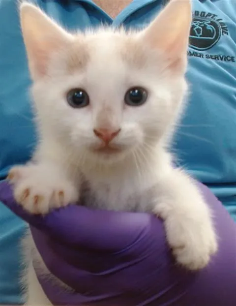 A baby small-sized male Domestic Short Hair cat named Marius for adoption in Miami, FL