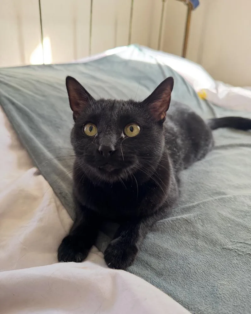 A young medium-sized female Black Domestic Short Hair cat named Jackie for adoption in Albuquerque, NM