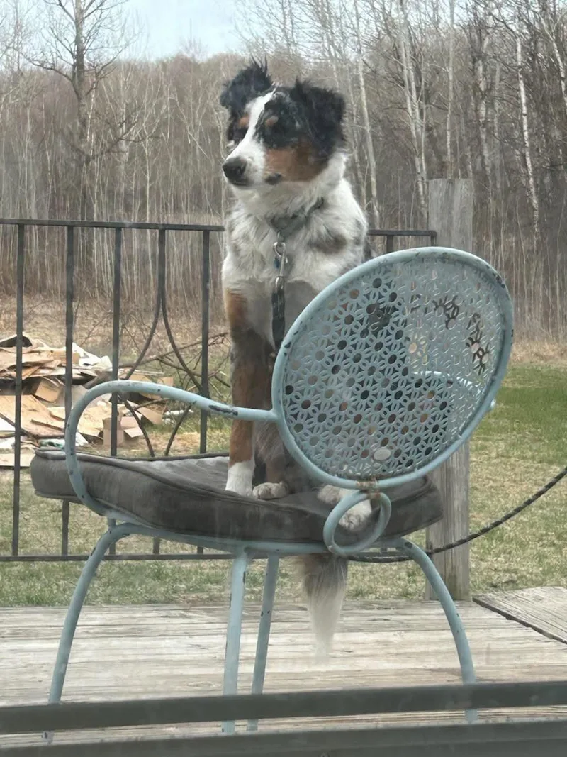 An adult medium-sized female Merle (Blue) Australian Shepherd dog named Lulu for adoption in Elk River, MN
