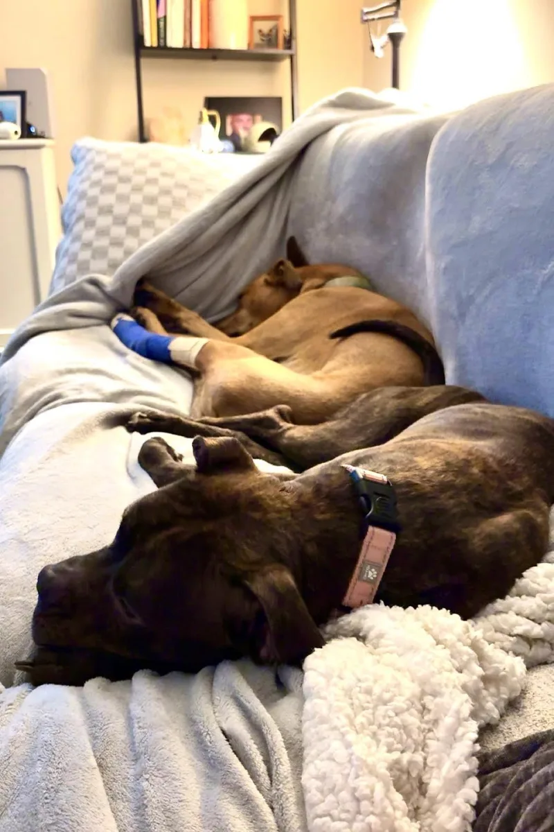 An adult medium-sized female Brindle Mixed Breed dog named Bell for adoption in Cincinnati, OH