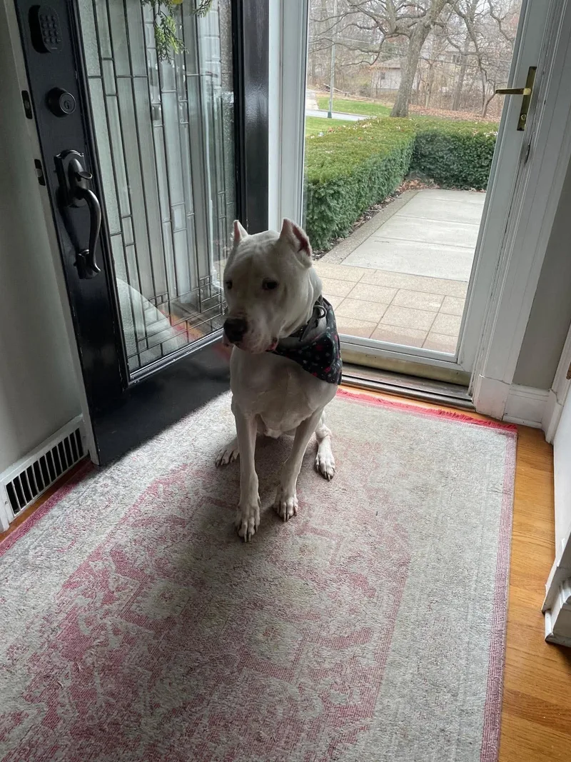 An adult large-sized male Dogo Argentino dog named Max for adoption in Waterloo, IA