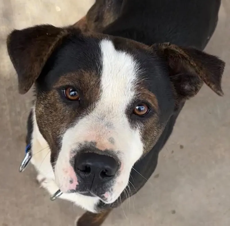 A young large-sized male Australian Shepherd dog named Butch for adoption in Elizabethton, TN