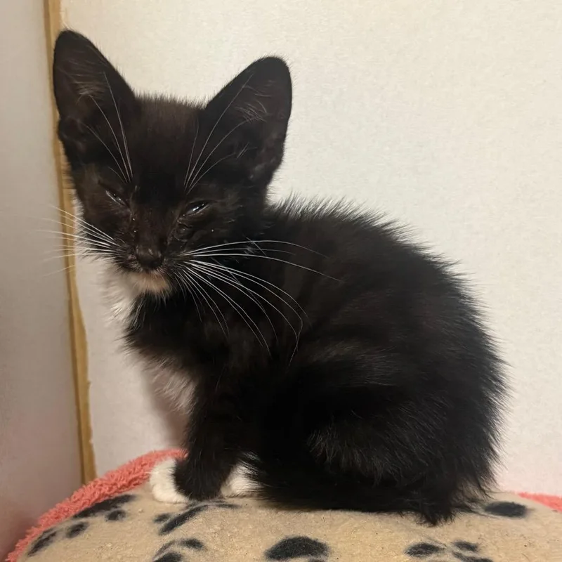 A baby small-sized female Black Domestic Short Hair cat named Savannah for adoption in Cabot, AR