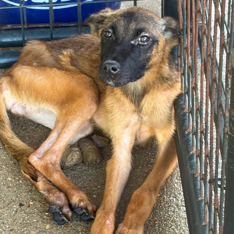 A young small-sized female Brown / Chocolate Mixed Breed dog named Elizabeth for adoption in Lake Jackson, TX