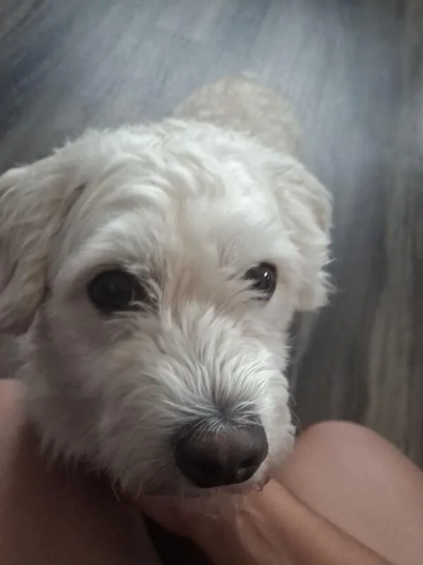 A young small-sized male Maltese dog named Coco for adoption in Windsor, CO