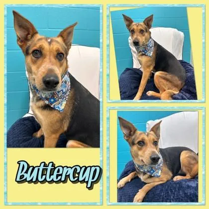 Buttercup thumbnail 2