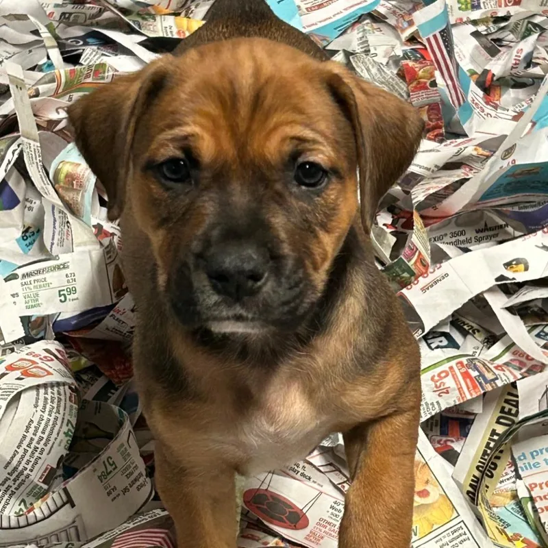 A baby medium-sized male Red / Chestnut / Orange Mixed Breed dog named Maximus for adoption in DeKalb, IL