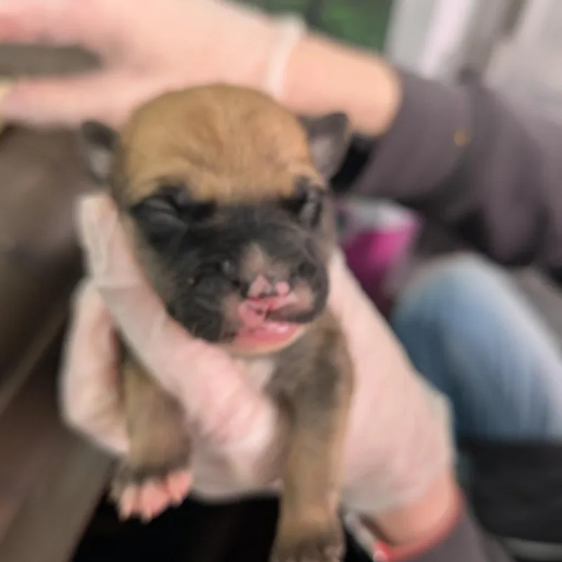 Maximus thumbnail 2