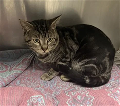 An adult small-sized male Domestic Short Hair cat named Billy for adoption in Los Angeles, CA