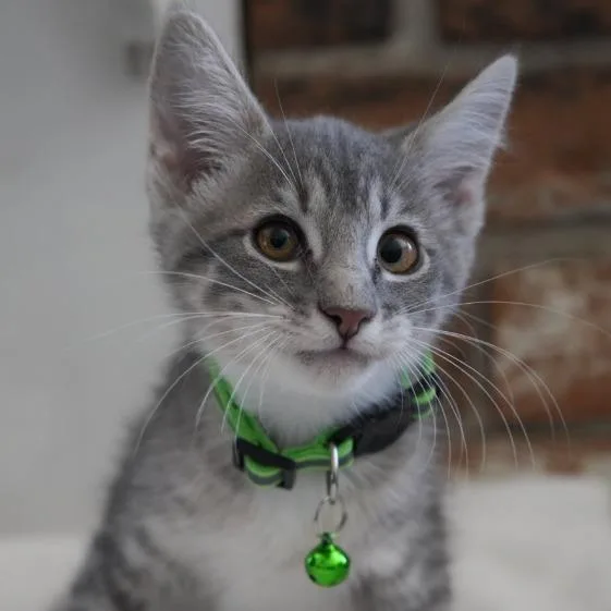 A young medium-sized female Gray / Blue / Silver Domestic Short Hair cat named Dobby for adoption in Coachella, CA