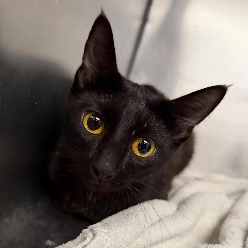 An adult medium-sized female Black Domestic Short Hair cat named Wilma for adoption in Martinsville, VA