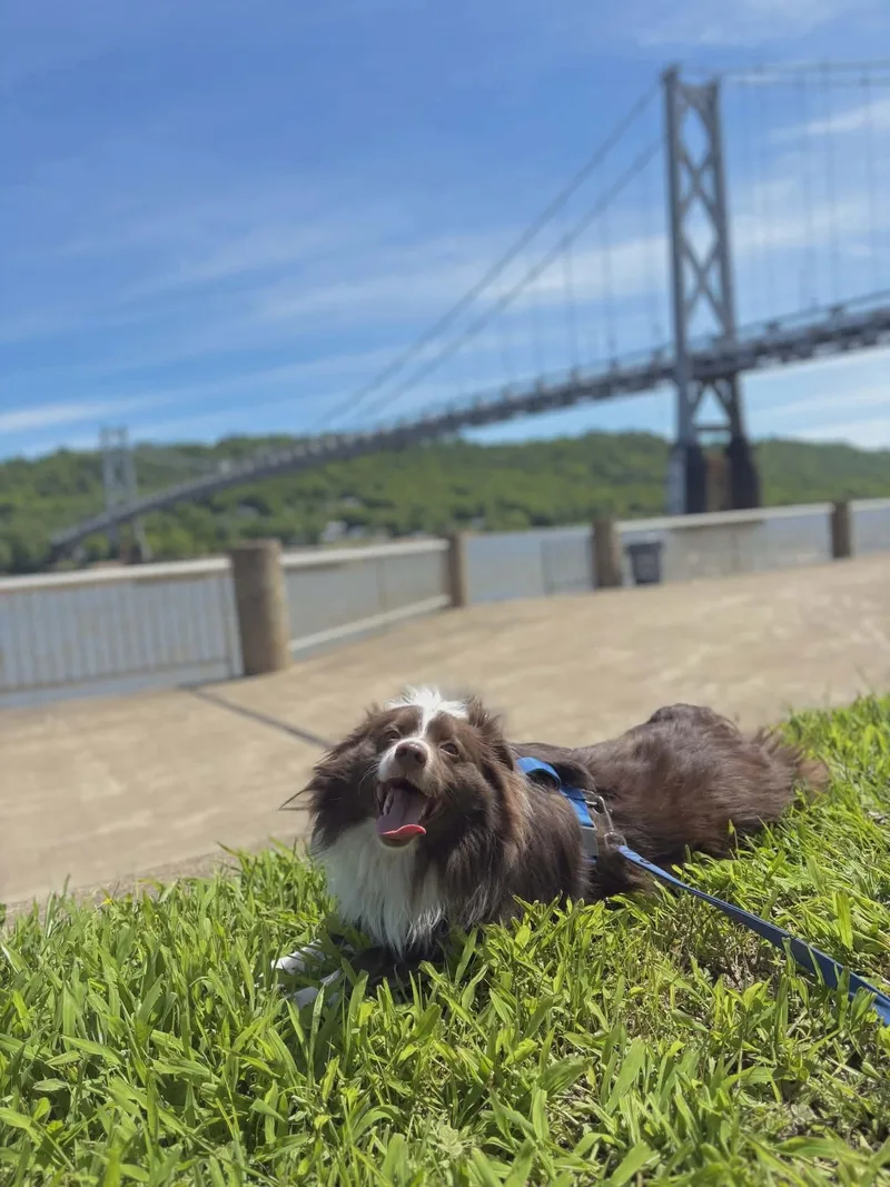 An adult medium-sized male Collie dog named Sprocket for adoption in Germantown, OH