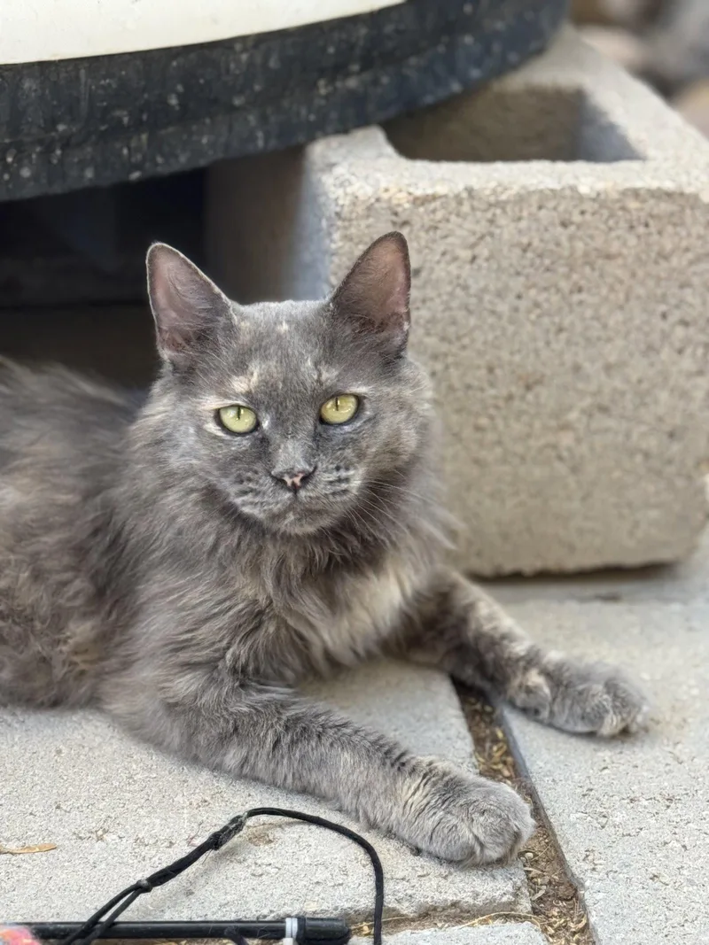 A young medium-sized female Gray / Blue / Silver Domestic Medium Hair cat named Nori for adoption in Williamsburg, NM