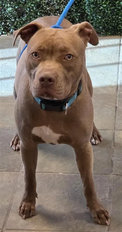An adult medium-sized female Brown / Chocolate Pit Bull Terrier dog named Mushroom for adoption in El Paso, TX