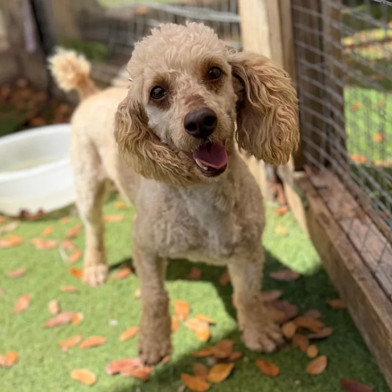 An adult small-sized male Poodle dog named Phillipe for adoption in LOXAHATCHEE, FL