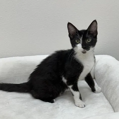 A young medium-sized female Black Domestic Short Hair cat named August for adoption in Newberg, OR