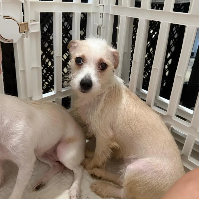 A young small-sized female White / Cream Maltese dog named Elena for adoption in Montgomery, TX