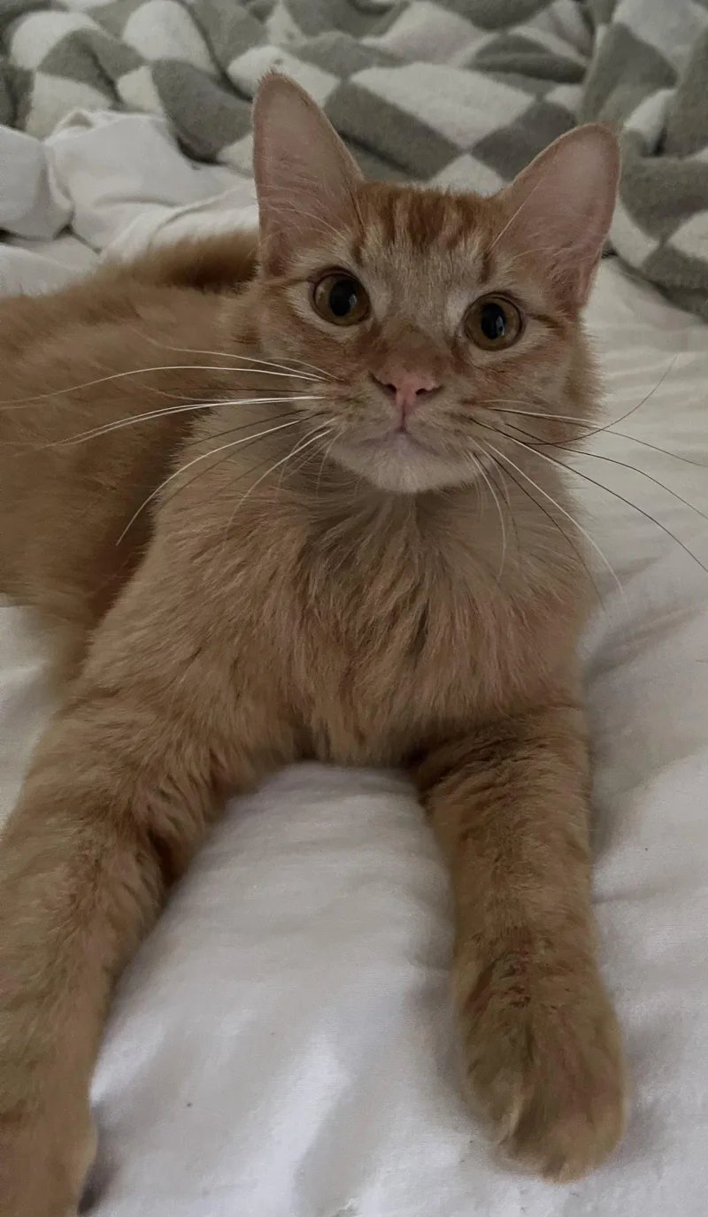 A young medium-sized male Orange / Red Domestic Medium Hair cat named Sorbet for adoption in Irving, TX