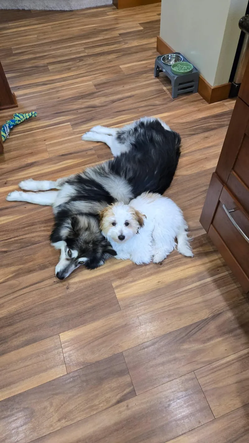 A young large-sized male Alaskan Malamute dog named Chewie for adoption in Seattle, WA