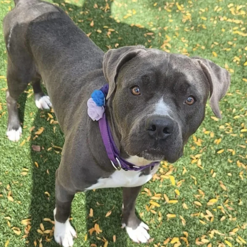 Little Man thumbnail 3