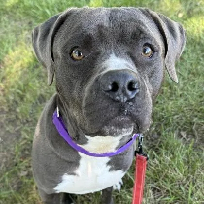 Little Man thumbnail 4