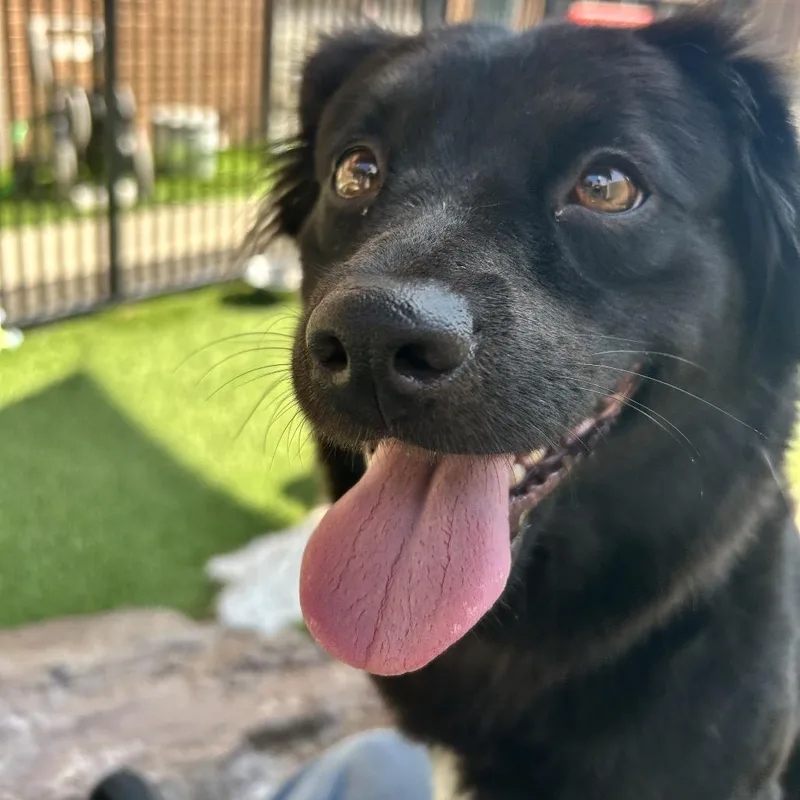 A young medium-sized female Black Spaniel dog named Dixie for adoption in Long Beach, CA