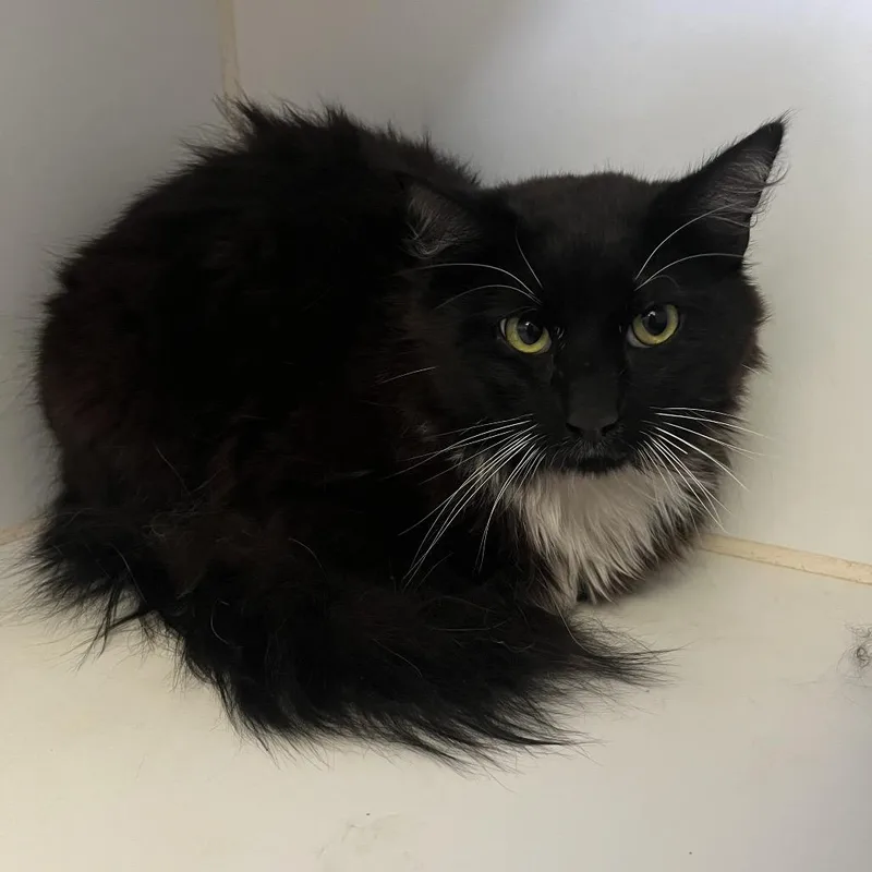 A young medium-sized female Black & White / Tuxedo Domestic Medium Hair cat named Coraline Jones for adoption in Grass Valley, CA