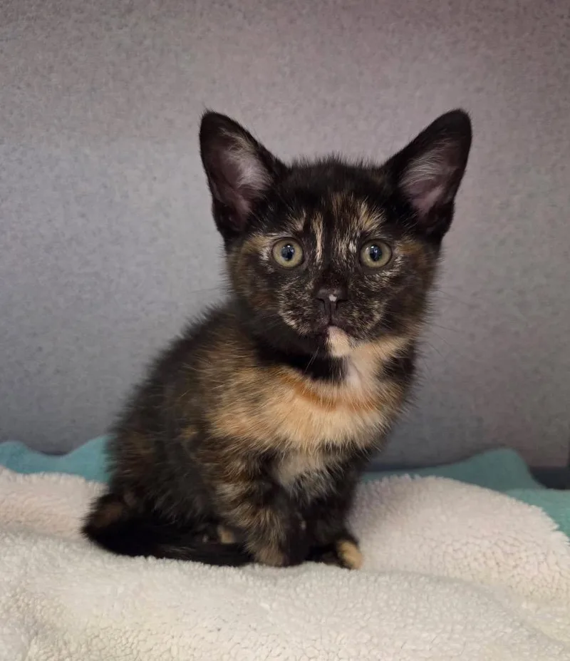A baby small-sized female Domestic Short Hair cat named Clefairy for adoption in Liverpool, NY