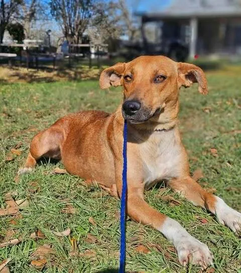 An adult medium-sized female Yellow / Tan / Blond / Fawn Labrador Retriever dog named Leia for adoption in Commerce City, CO