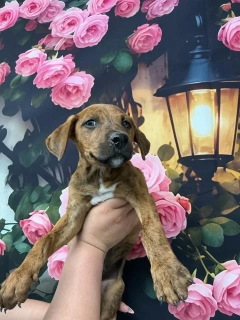 A baby small-sized male Pit Bull Terrier dog named Chips Ahoy! for adoption in San Bernardino, CA