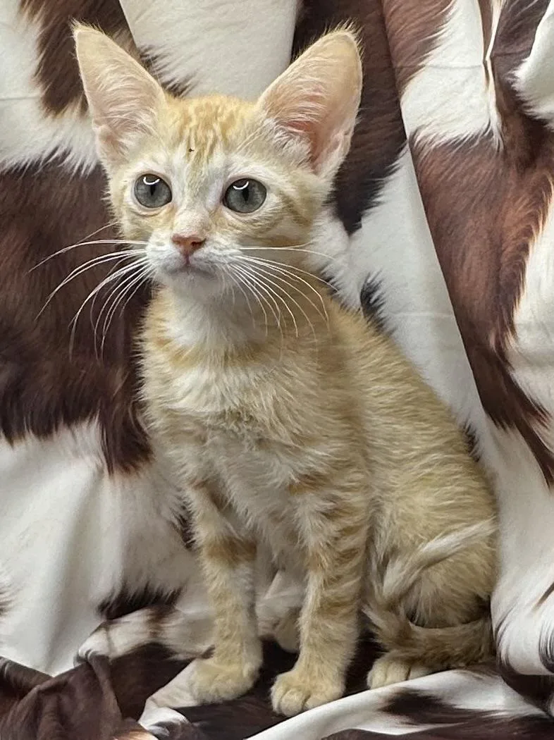 A baby small-sized female Domestic Short Hair cat named Ranesca for adoption in San Diego, CA