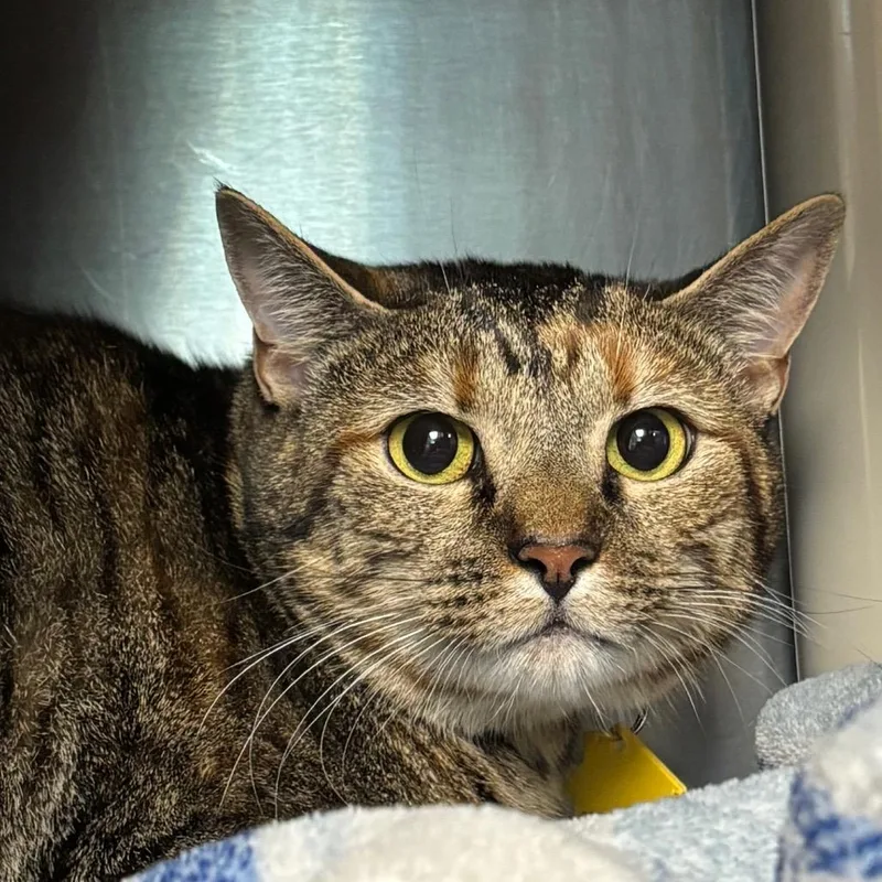 An adult medium-sized female Brown / Chocolate Domestic Short Hair cat named Scintilla for adoption in Springfield, MA