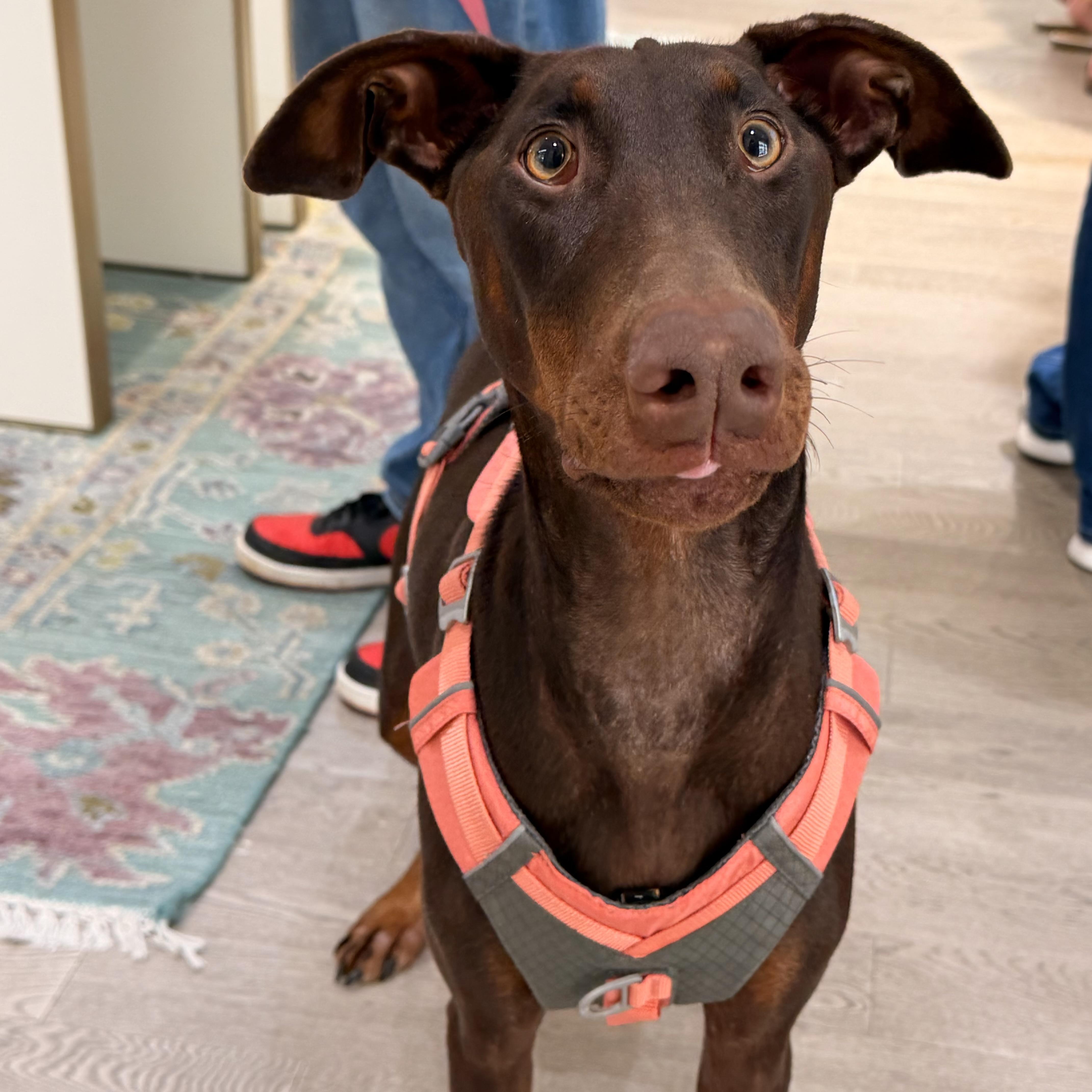 Maggie
