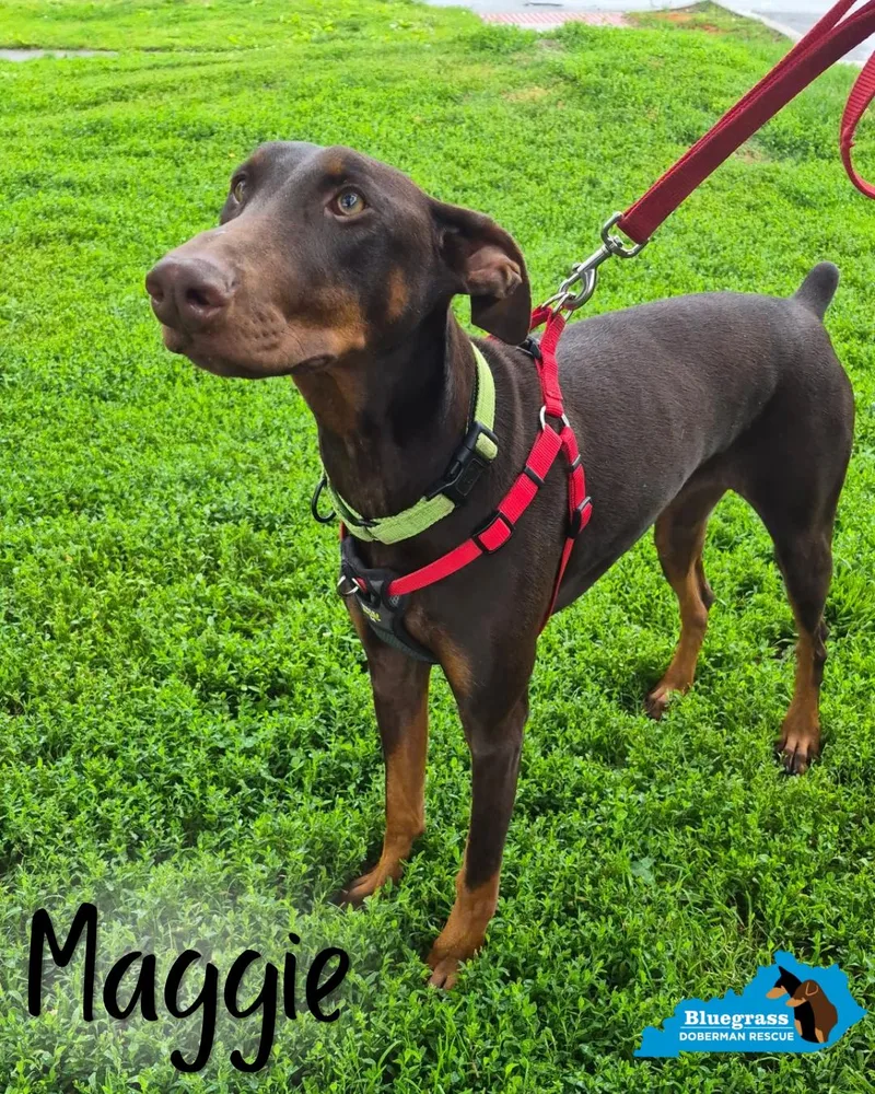 Maggie thumbnail 2
