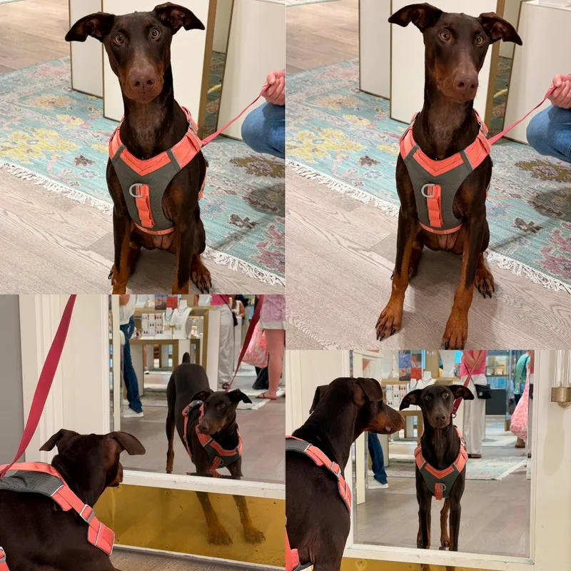 Maggie thumbnail 3