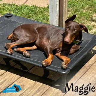 Maggie thumbnail 4