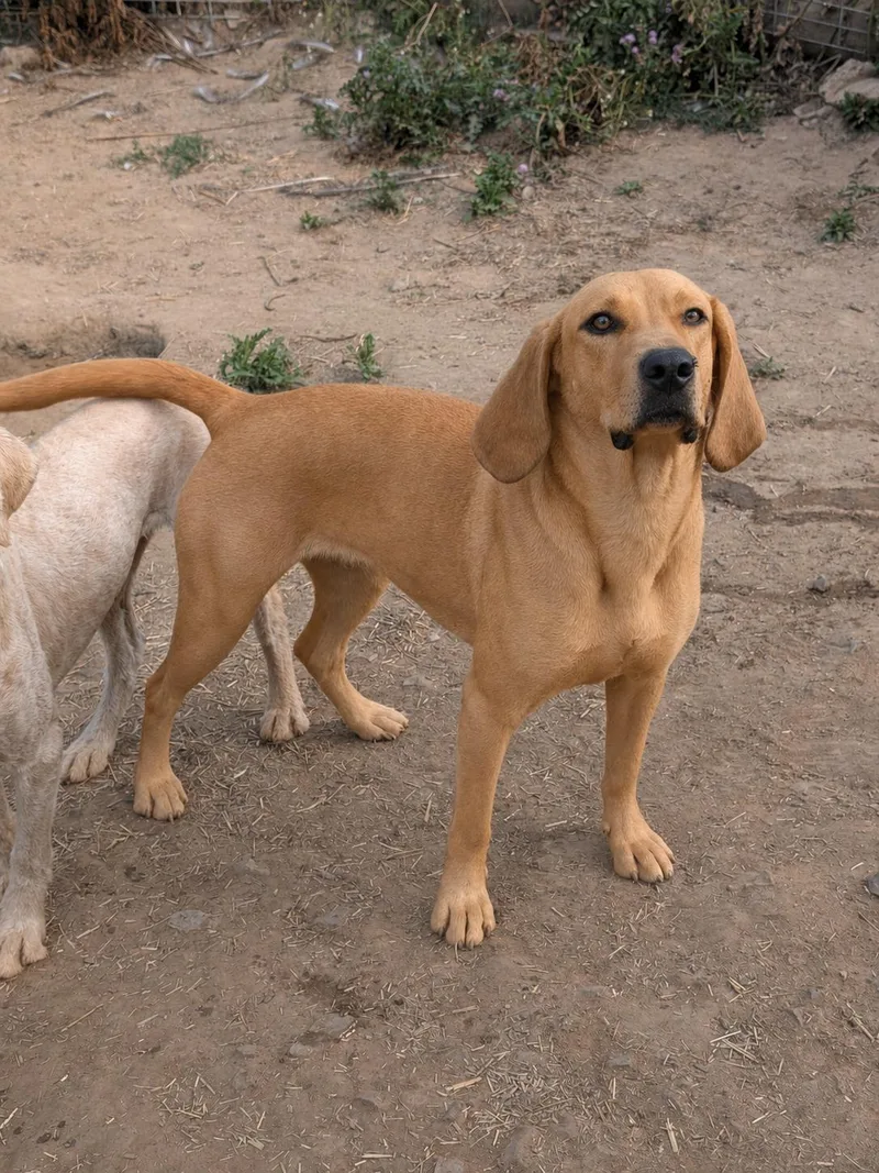 An adult medium-sized female Apricot / Beige Coonhound dog named Gracie for adoption in COEUR D ALENE, ID
