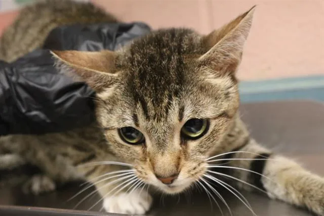 A young small-sized female Domestic Short Hair cat named Waffle for adoption in Columbia, SC