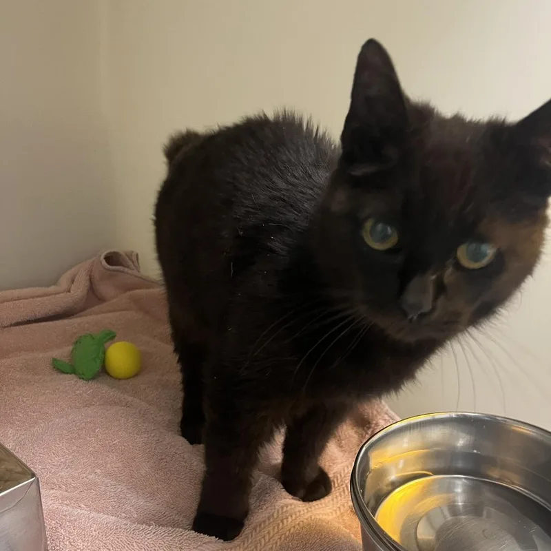 A senior medium-sized female Black Domestic Short Hair cat named 70948 for adoption in Harrisonburg, VA