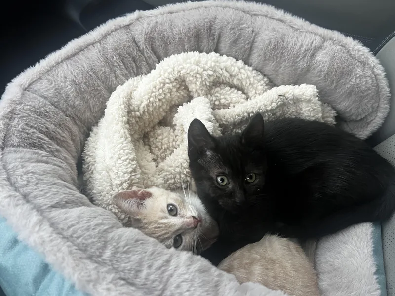 A baby small-sized female Buff / Tan / Fawn Tabby cat named Honey & Spice for adoption in Dixon, CA