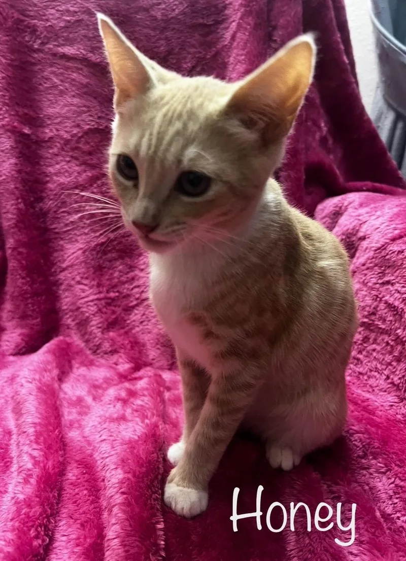 Honey & Spice thumbnail 2