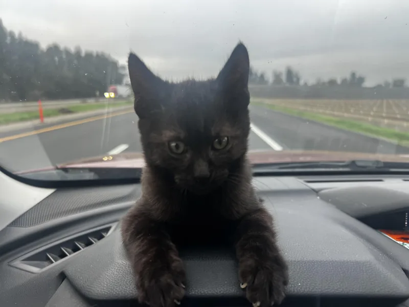 Honey & Spice thumbnail 3