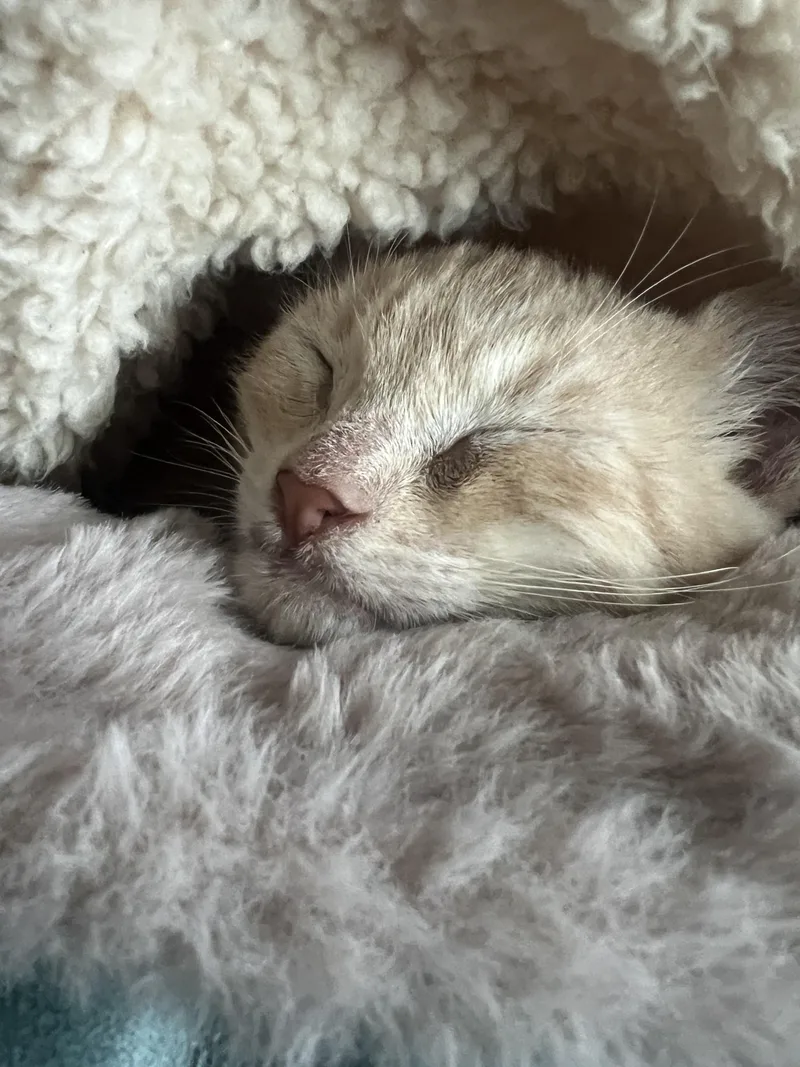 Honey & Spice thumbnail 4