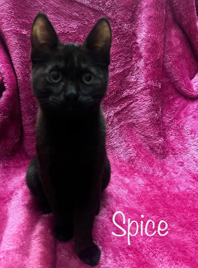 Honey & Spice thumbnail 5