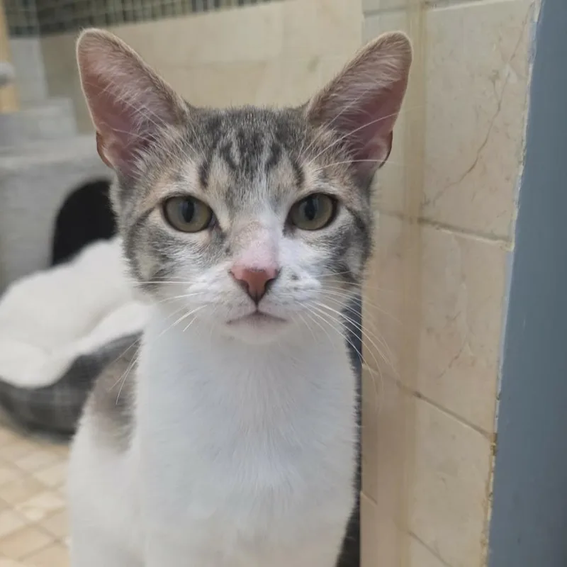 A baby small-sized male Gray & White Domestic Short Hair cat named Apple for adoption in Chicago, IL