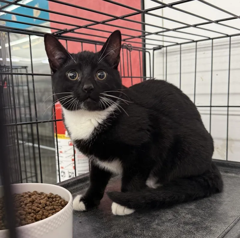 A baby small-sized female Domestic Short Hair cat named Mabel Pines for adoption in Taylor, PA