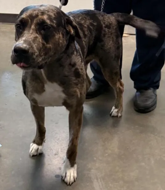 An adult medium-sized male Catahoula Leopard Dog dog named Rony for adoption in Chatsworth, CA