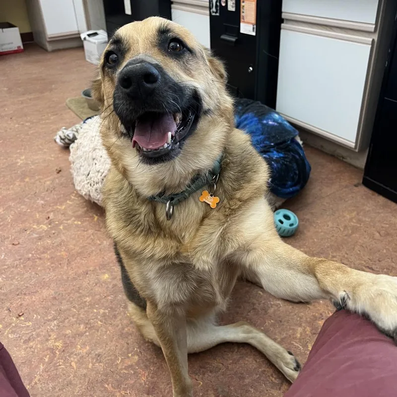 An adult large-sized female Shepherd dog named Ruby for adoption in Glenwood Springs, CO