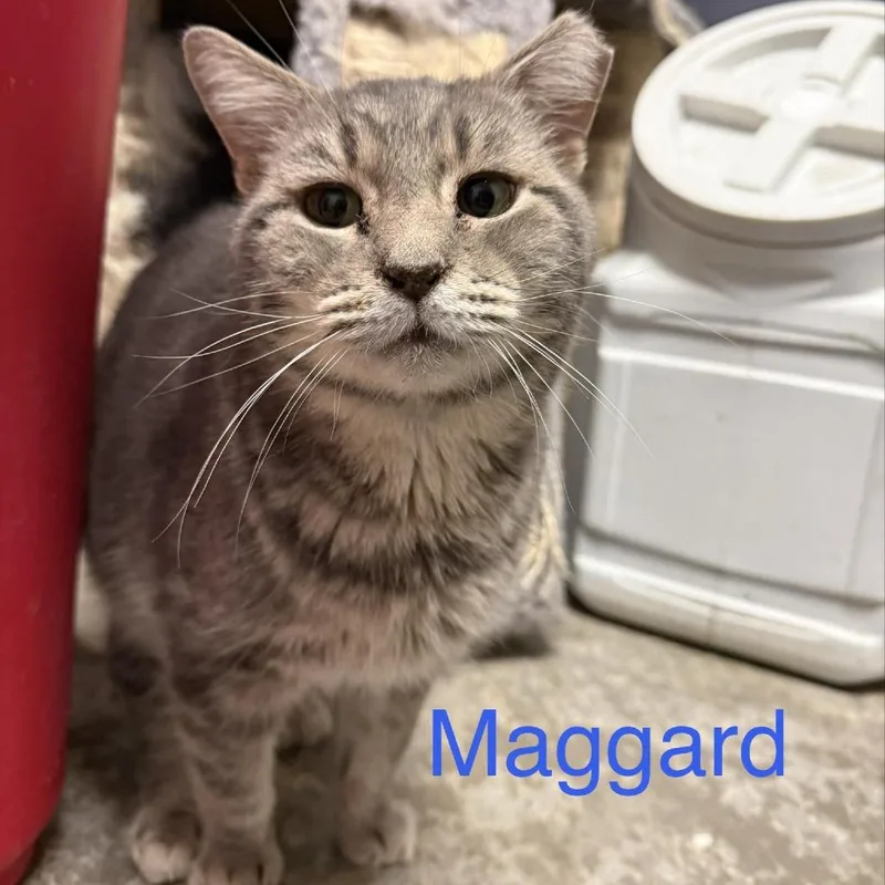 Maggard