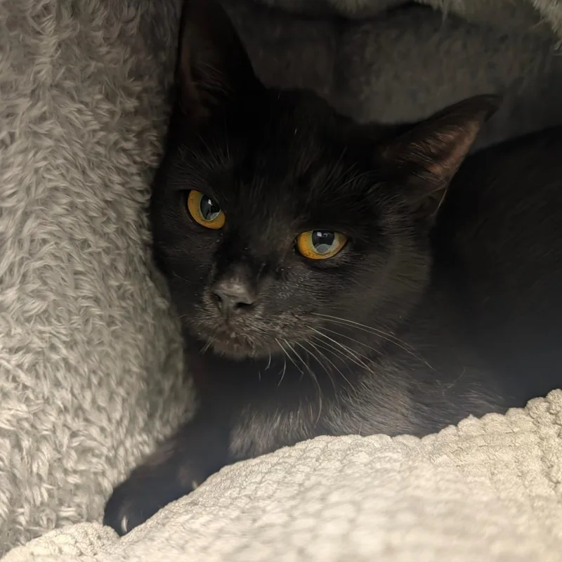 A baby small-sized female Domestic Short Hair cat named Clove for adoption in Hendersonville, NC